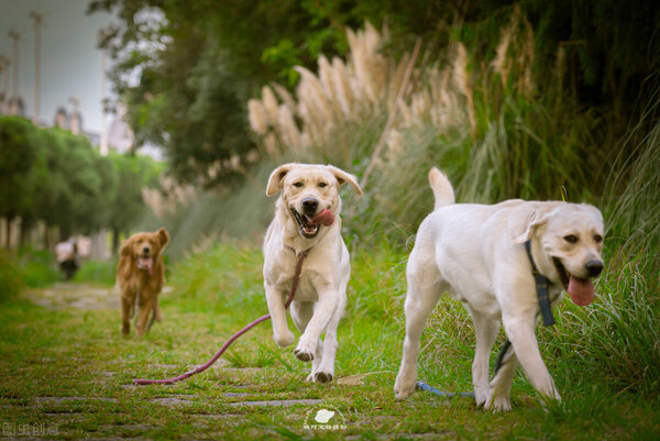 狗狗吐出大量半消化的食物（附：狗狗为何呕吐食物残渣）