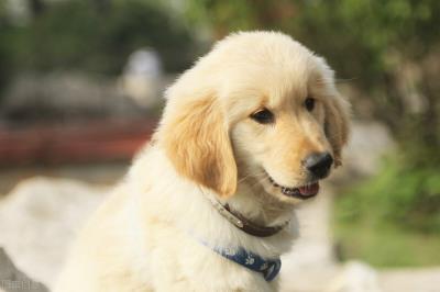 狗狗一夜之间后腿无力（三个月小狗后腿有点无力的原因）