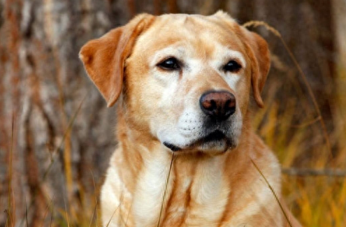 狗也会哭吗代表着什么（附：狗狗在4种情况下哭的原因）