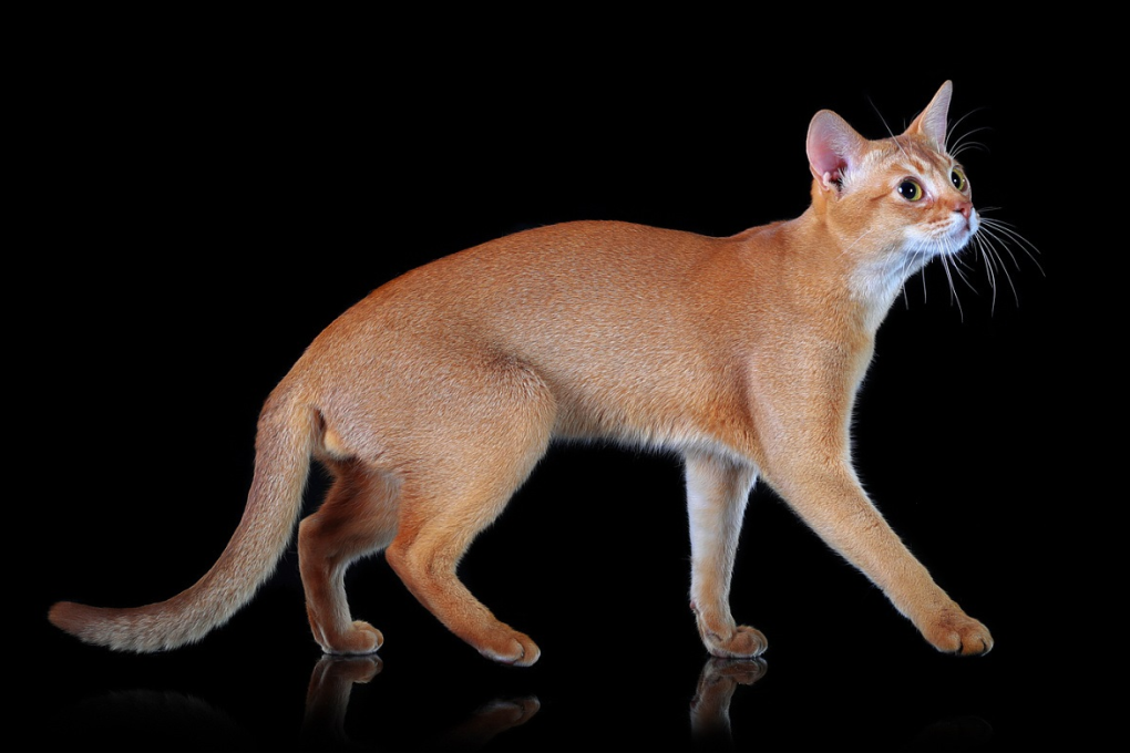 阿比西尼亚猫图鉴（物种百科：阿比西尼亚猫）