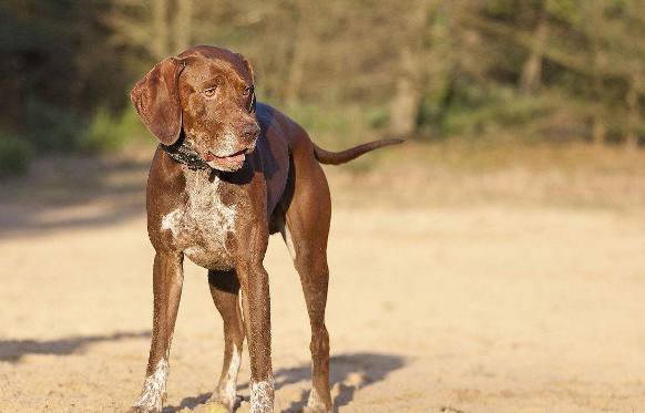 最适合家养的大型猛犬介绍（详解：大型犬哪种好养）