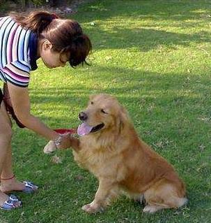 金毛难养吗（详解：金毛最受欢迎的5个理由）