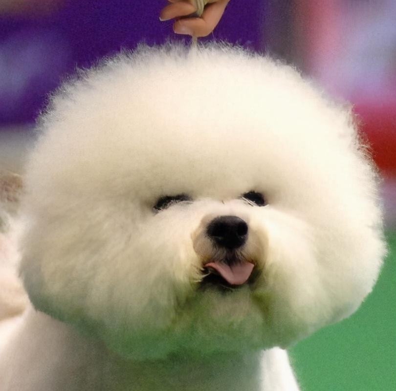 比熊喜欢主人的六大表现（详解：比熊认主人有哪些特征）