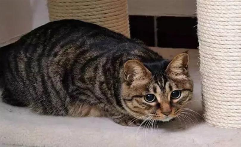 为什么不建议养狸花猫（附：6个缺点你能否受得住）