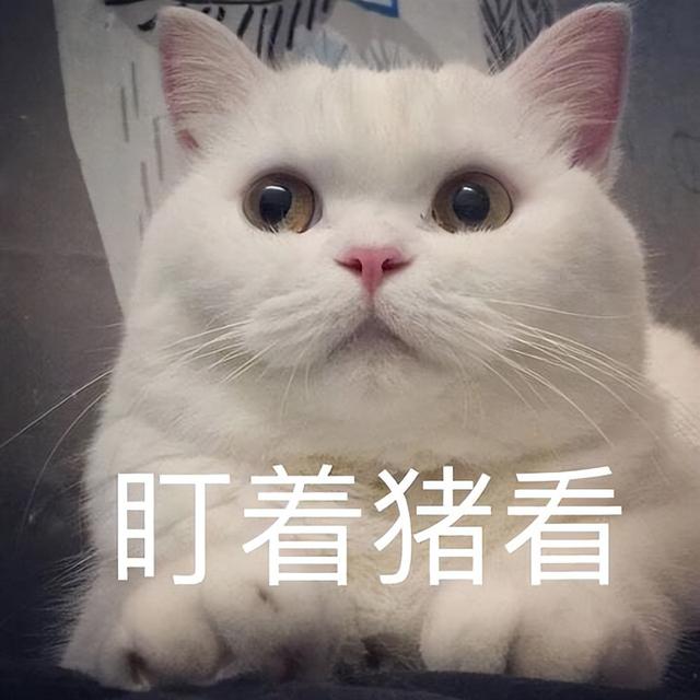 猫咪三岁相当于人类多少岁