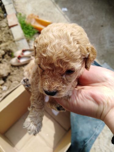 泰迪犬狗狗哮喘怎么办