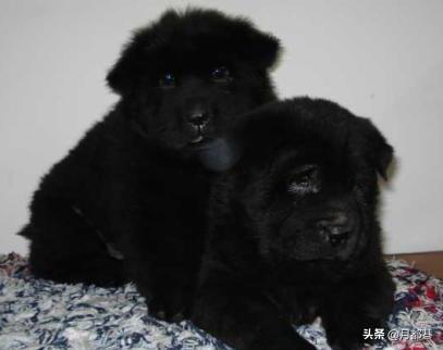 纽芬兰犬怎么喂养（详解：纽芬兰犬的饲养技巧）