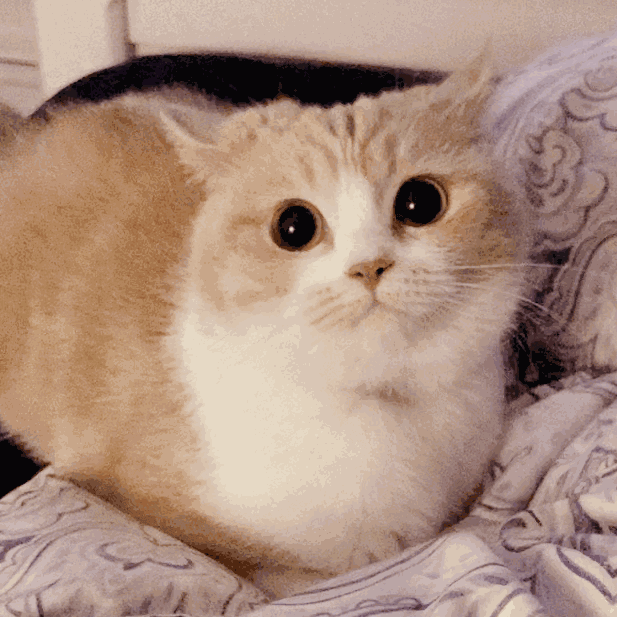 猫把人咬出血了会愧疚吗（小猫咪爱咬人怎么办）