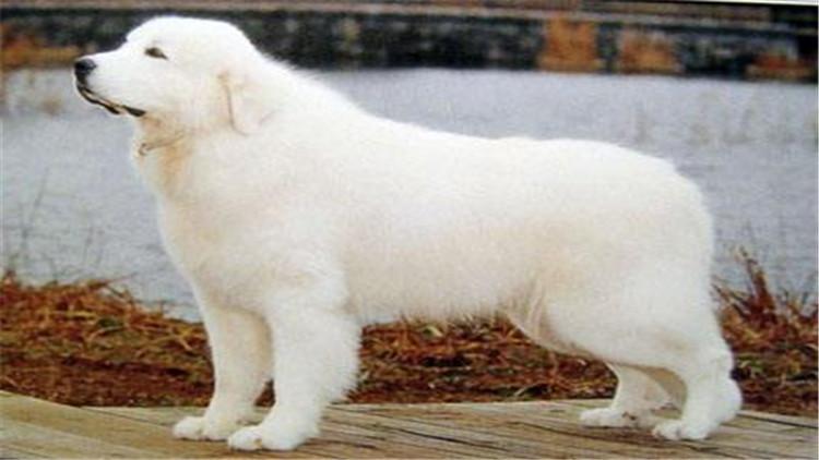 养大白熊犬要注意的事项(大白熊犬怎么养)