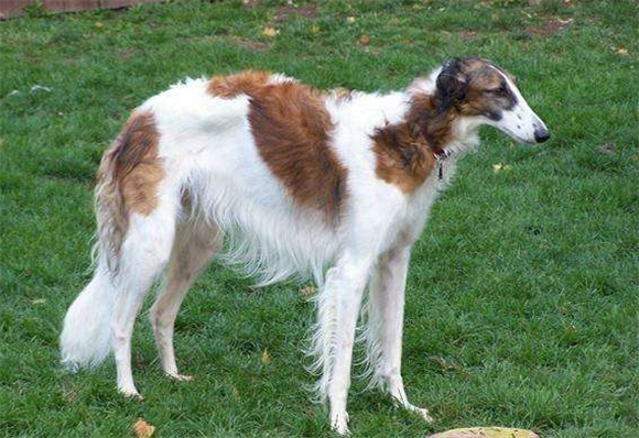 苏俄牧羊犬窝咳吃什么药最好