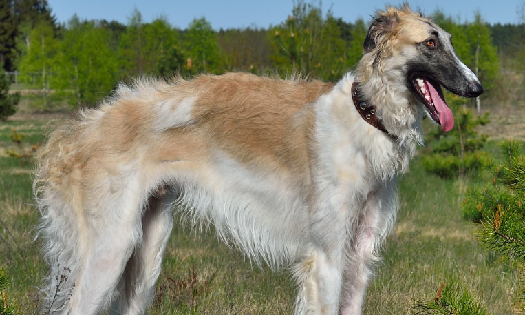 苏俄牧羊犬训练技巧有哪些