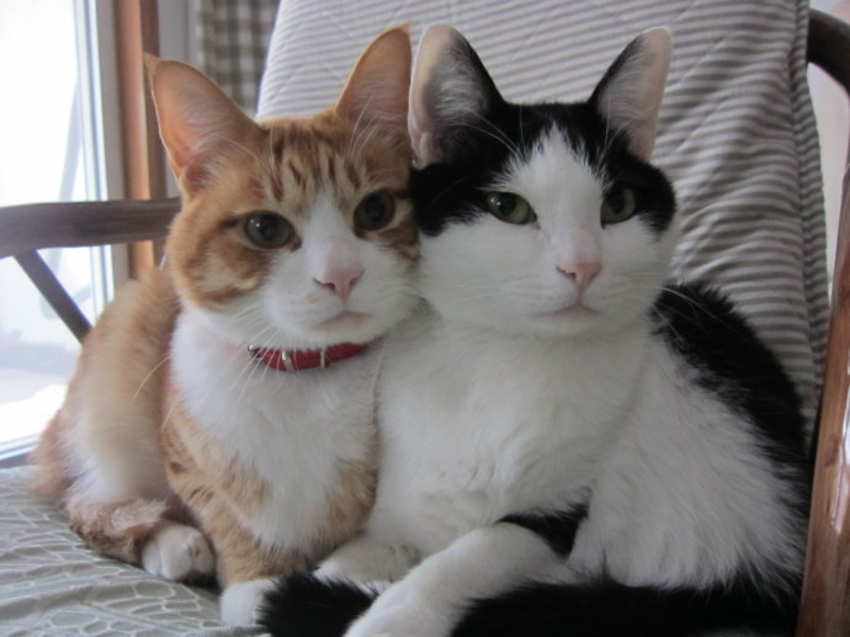 猫腹水有什么最好的办法治疗(腹水怎么快速排出体外)