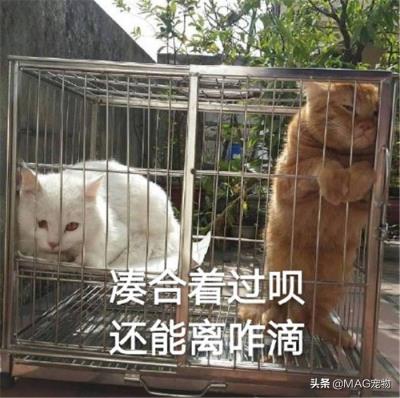 猫咪不吃东西是怎么回事(猫咪不爱吃饭怎么办)