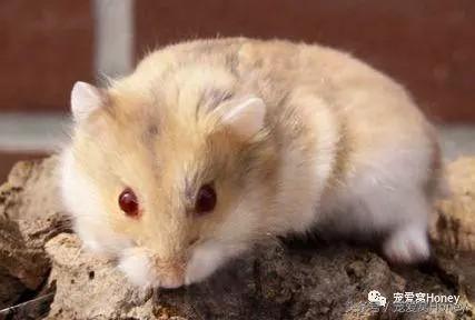 盘点各种色系的坎贝尔仓鼠（为何不建议养银狐仓鼠）