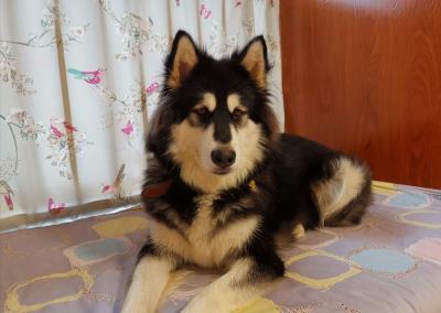 狗在危险的时候真的会保护主人吗（主人蹲下对狗狗的意义）