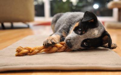 狗狗关在笼子里面老是叫怎么办(狗狗乱叫扰民)