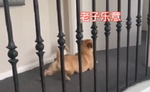 狗狗和柯基犬生活久后，竟也变成了“小短腿”，网民：好过分啊