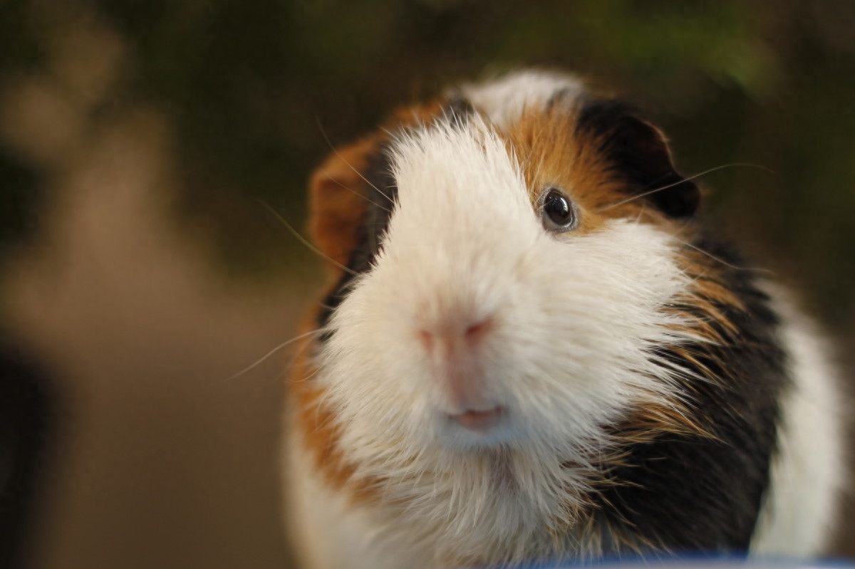 宠物荷兰猪是什么动物