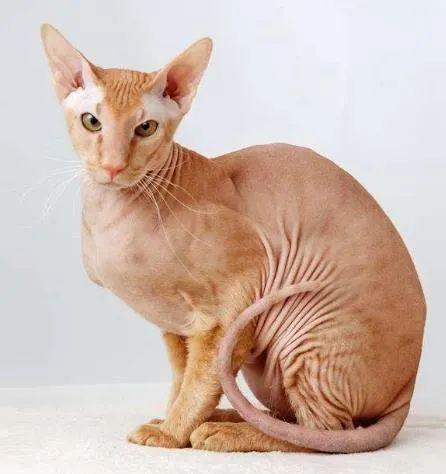 不掉毛的猫品种介绍（暹罗猫掉毛吗）