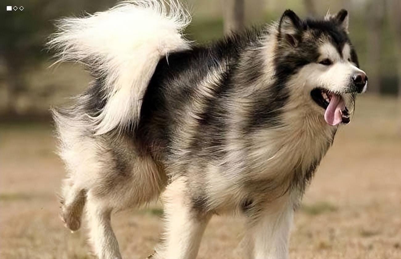 世界三大傻狗排名(最傻的狗是哪三个)