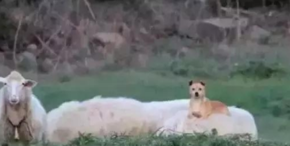 牧羊犬骑在羊身上巡视，这不是“皮皮羊，走！”