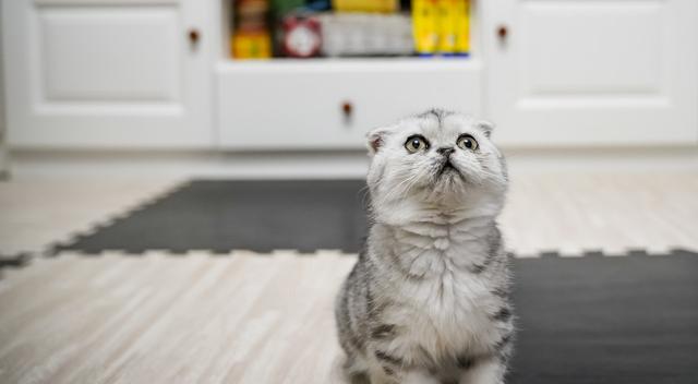 母猫第一胎成活率多少(母猫第一胎成活率会很低吗)