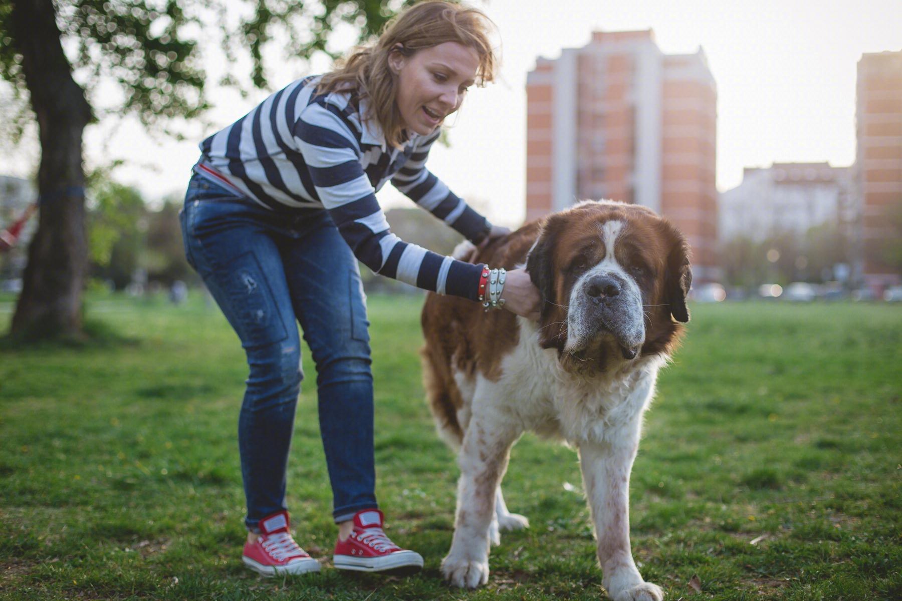 圣伯纳犬性格怎么样（详解：圣伯纳犬的特征）