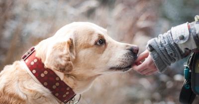 狗狗可以吃红薯吗(狗狗可以吃的这些蔬果)