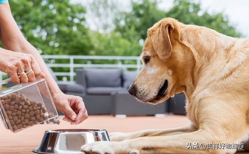 人狗混居人最容易得什么病(附:长期养狗衣服上会有寄生虫吗)