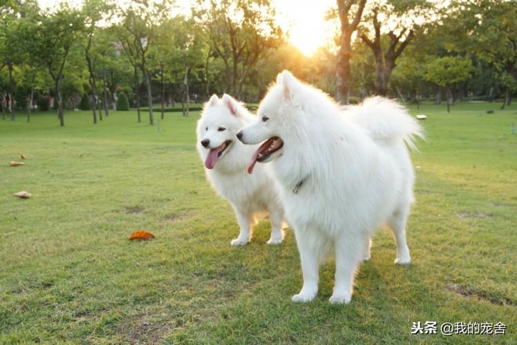 大型雪橇犬种类介绍（详解：雪橇犬有哪几种）