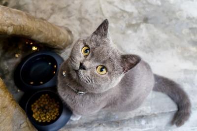 猫体内驱虫用什么药比较好（猫咪的驱虫药到底驱的是什么虫）