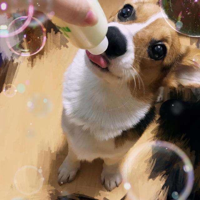 教你挑选纯种柯基犬的六个方法（纯种柯基犬有哪些特征）