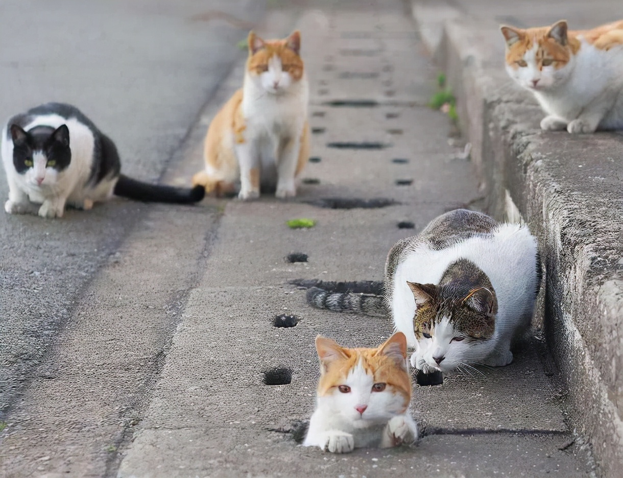 猫咪为何在家莫名其妙的消失（附：猫在家凭空消失的原因）