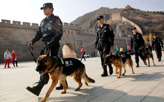 五种最忠心的狗狗推荐（最护主的狗是什么品种）