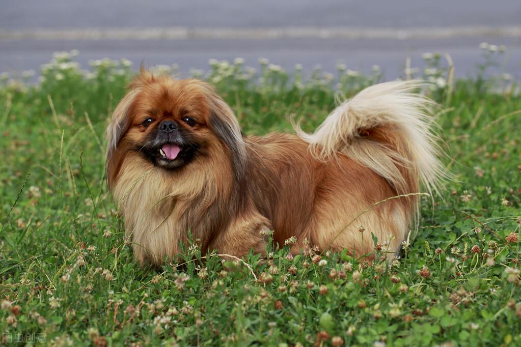 小型犬的品种有哪些（常见小型犬种大全）