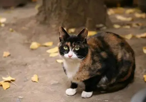 专业找猫团会收取哪些费用