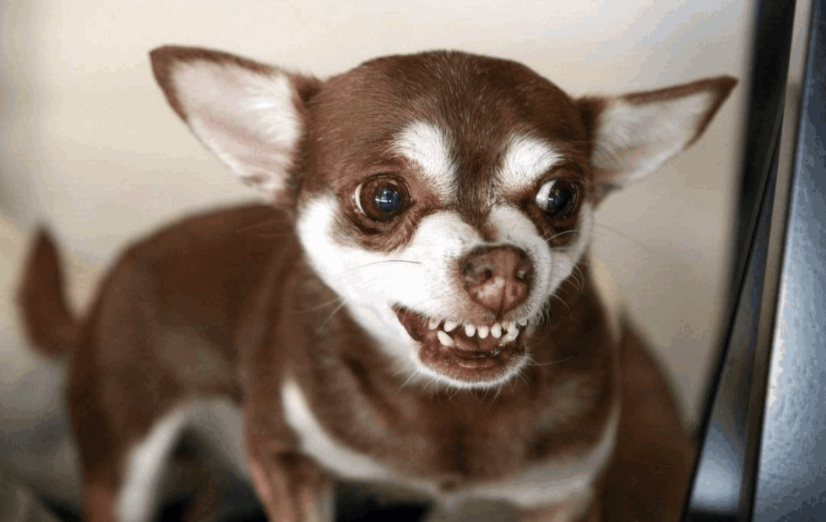 吉娃娃为何暴躁（了解吉娃娃特凶的原因）