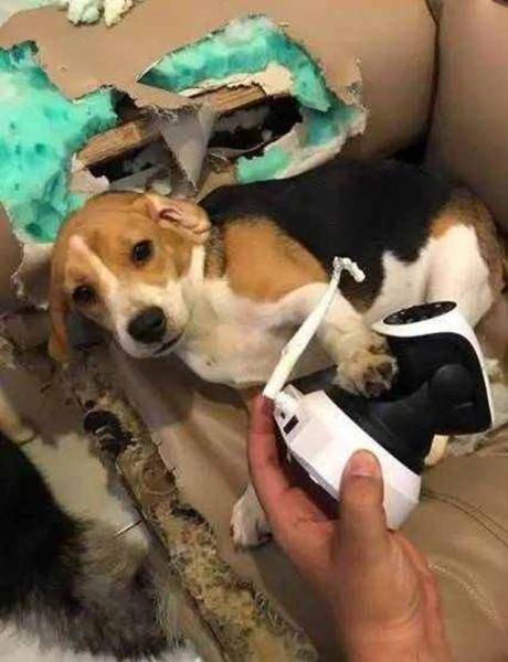 小狗喜欢靠近人的原因（详解：狗狗来报恩的6个预兆）