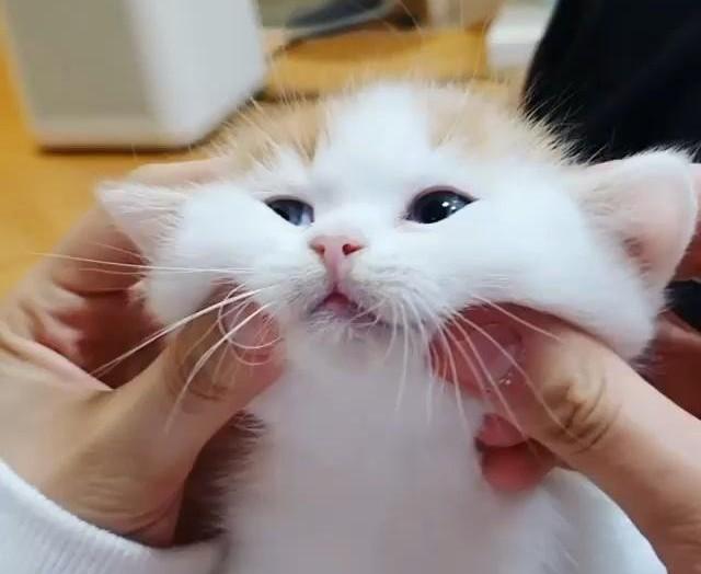 吸猫到底是对猫干嘛(吸猫是对猫做什么)