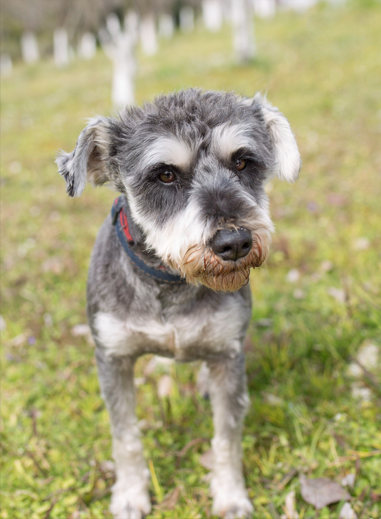 雪纳瑞狗好不好养(详解:养雪纳瑞的好处与坏处)