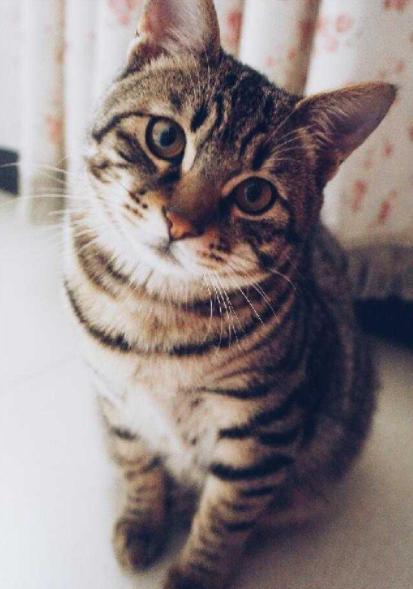 为什么不建议养狸花猫（附：6个缺点你能否受得住）