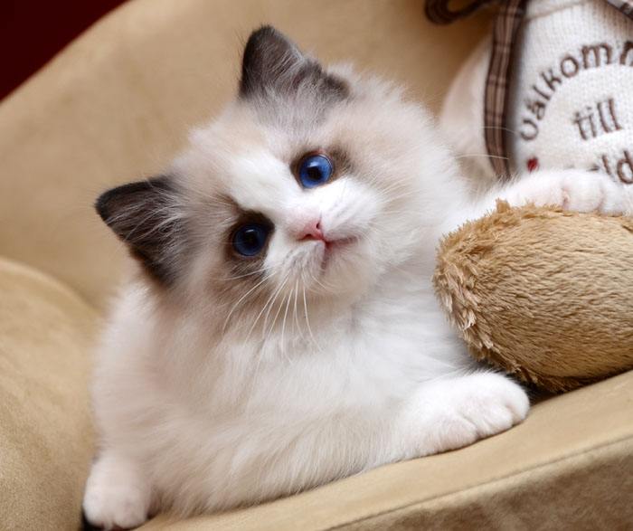 布偶猫认主人的几种行为（布偶猫只认一个铲屎官吗）