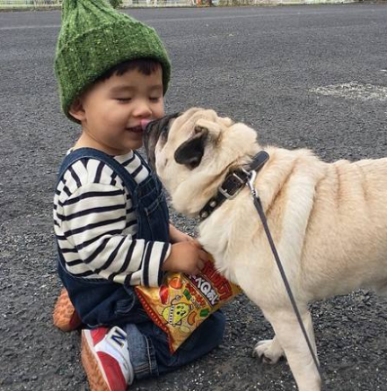 分析养巴哥犬的优缺点（巴哥犬好养吗）