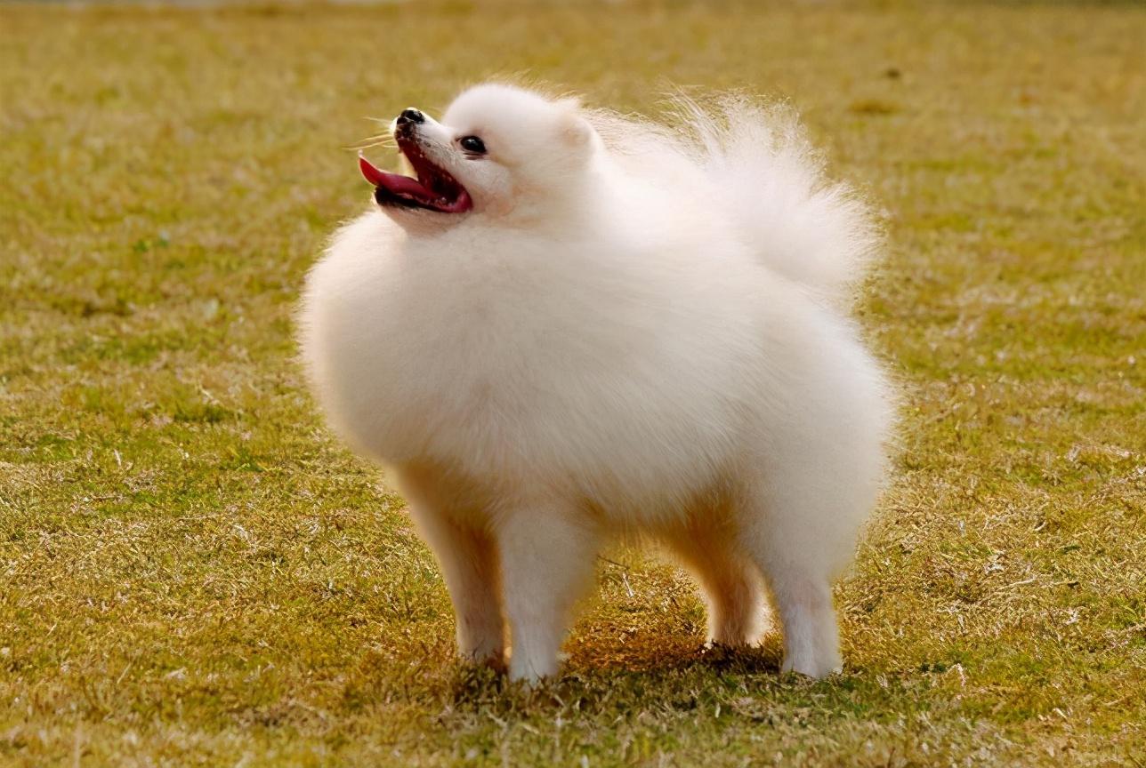 训练博美狗6大要点（博美犬怎么训练）