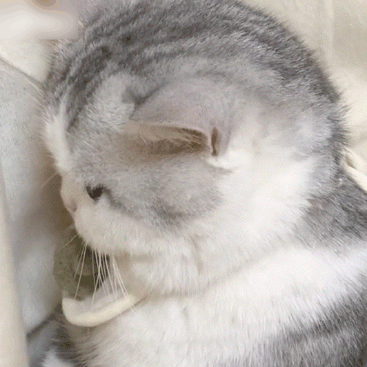 治愈人的猫咪图片合集（盘点抖音最火的猫猫头像）