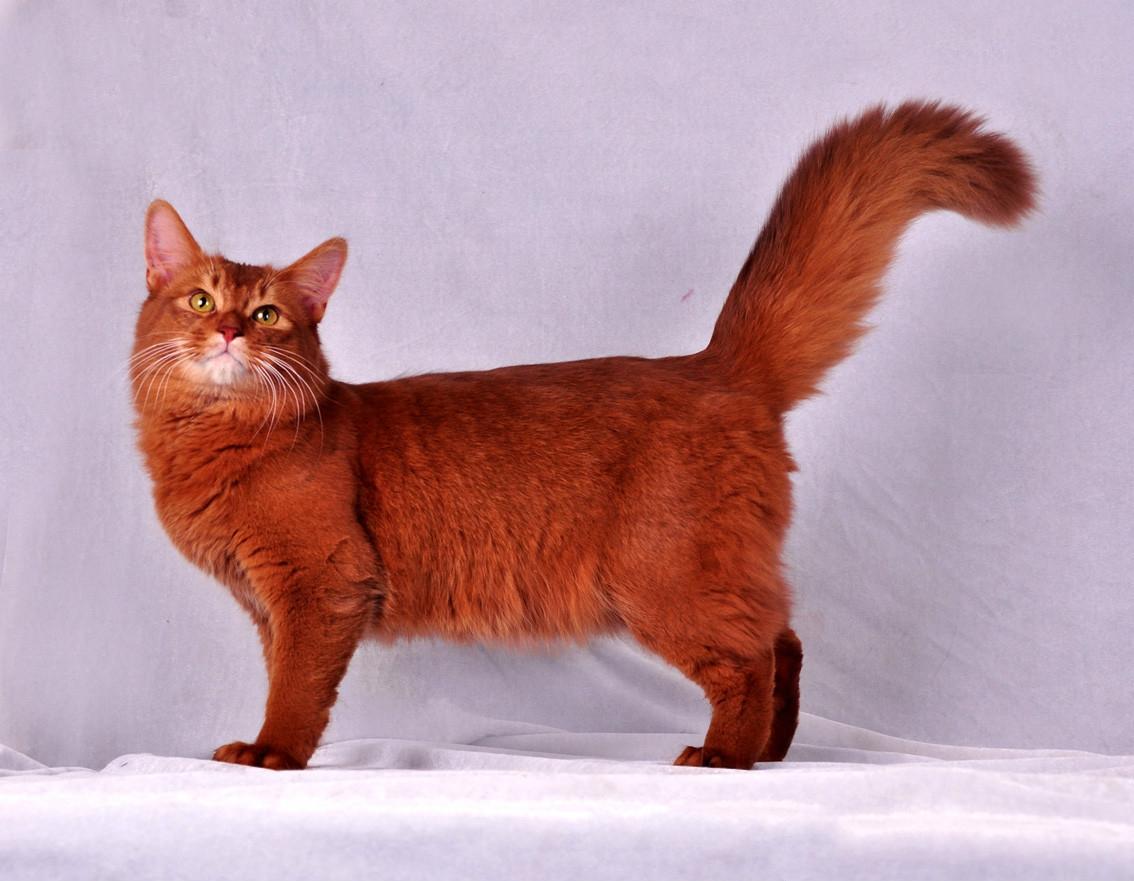 猫的图片大全大图侧面（看图识小猫猫品种大全）