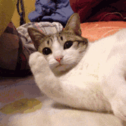 治愈人的猫咪图片合集（盘点抖音最火的猫猫头像）