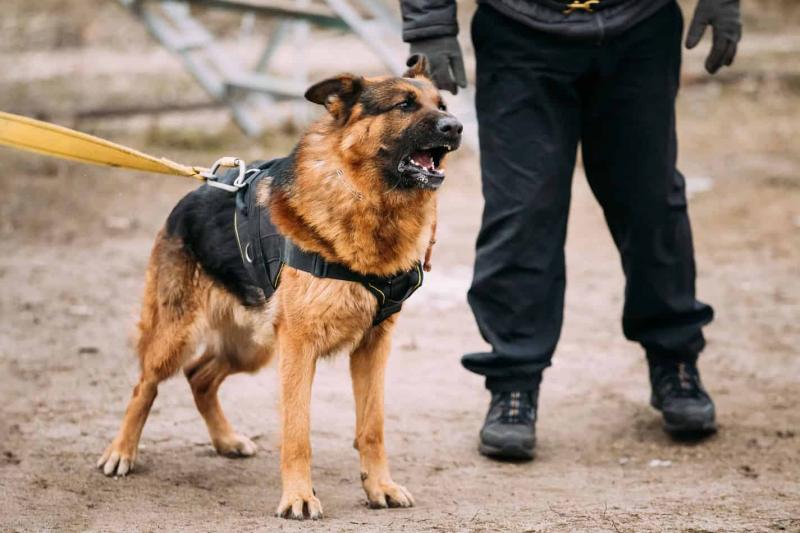 犬类高智商排名一览表（详解：中国最厉害的几种犬）