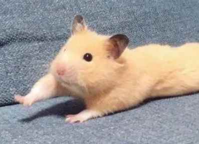 仓鼠吃什么必死(仓鼠吃什么食物)