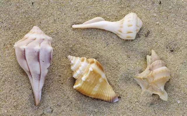 你见过贝壳精灵吗（好看的彩色贝壳精灵介绍）